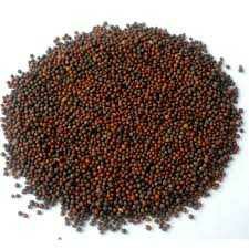 "Mustard Seed (Red) 100 gm "
